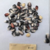 CIMMYTMA 2102 - Reference Inventory.jpg