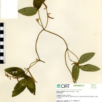 7075 herbarium