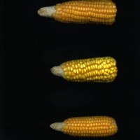 CIMMYTMA 4938 BRAZ 2046 AF20A-0903-85 E1.jpg