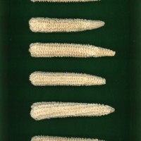 CIMMYTMA 5186 GUAT 114 AF19A-0903-7 C.jpg