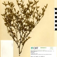 2981 herbarium