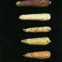 CIMMYTMA 24862 ANC 375 TC24U-2903-274 C.jpg