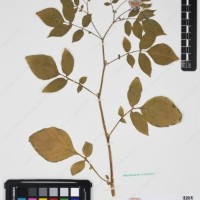 CIP 760433_HHA 6521_02.jpg