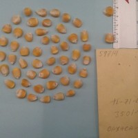 CIMMYTMA 5971 - Reference Inventory.jpg