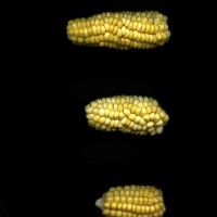 CIMMYTMA 8219 ECUA 486 TC18U-2903-15 E1.jpg