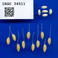 IRGC 34511 Seed Photo