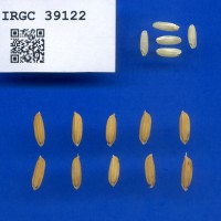 IRGC 39122 Seed Photo