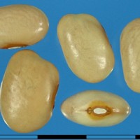 G15986 seed.jpg