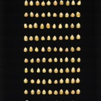 CIMMYTMA 27188 BRAZ 4024LC AF22A-0903-143 K_compress.jpg