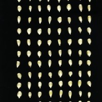 CIMMYTMA 19436 MEXI 447 TC24U-2903-72 K.jpg