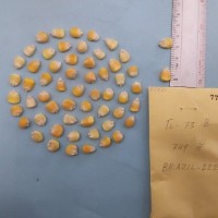 CIMMYTMA 7797 - Reference inventory.jpg