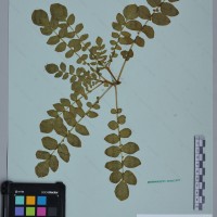 CIP 760484 herbarium