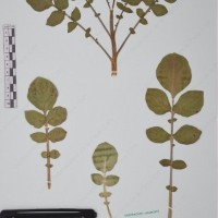 CIP 761433_OCH 12067_03.jpg