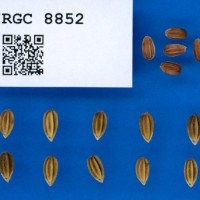 IRGC8852.jpg