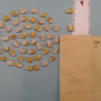 CIMMYTMA 5917 - Reference Inventory.jpg