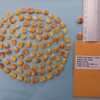 CIMMYTMA 14146 - Reference Inventory.jpg