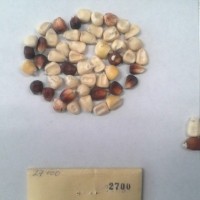 CIMMYTMA 2700 - Reference Inventory.jpg