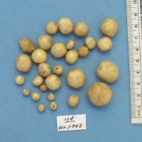 CIP 761002 Tuber