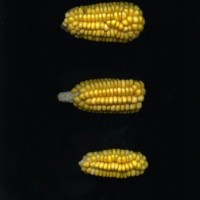 CIMMYTMA 18983 BOZM 1511 TC22U-2903-67 E1.jpg