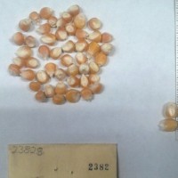CIMMYTMA 2382 - Reference Inventory.jpg