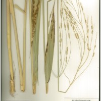 IRGC 100952 Herbarium