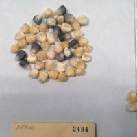 CIMMYTMA 2494 - Reference Inventory.jpg