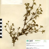 1036 herbarium