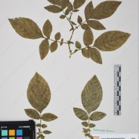 CIP 761450_OCH 12086b_08.jpg