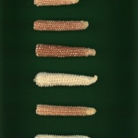 CIMMYTMA 27120 HIDA 105 TC20U 2903 176 C1670 _compress.jpg