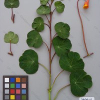 CIP 203015 Herbarium