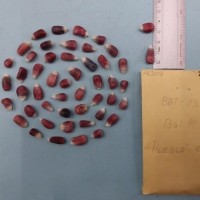 CIMMYTMA 7620 - Reference inventory.jpg