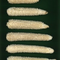 CIMMYTMA 27425 CHIS 839 TC20U 2903 59 C1510 _compress.jpg