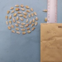 CIMMYTMA 8464 - Reference inventory.jpg