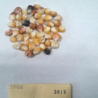 CIMMYTMA 3813 - Reference Inventory.jpg