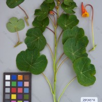 CIP 203078 Herbarium