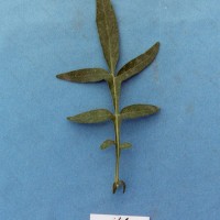 CIP 761002 Leaf