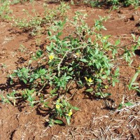 Stylosanthes viscosa 11221 plant.JPG