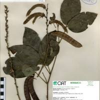 17983 herbarium