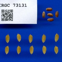 IRGC 73131 Seed Photo