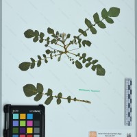 CIP 761135 herbarium