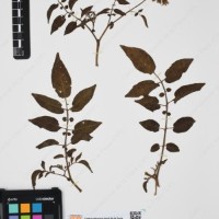 CIP 761064_OCHS 15528_06.jpg