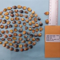 CIMMYTMA 14394 - Reference Inventory.jpg