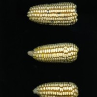 CIMMYTMA 7731 PUEB 522 BA24U-2903-207 E1.jpg