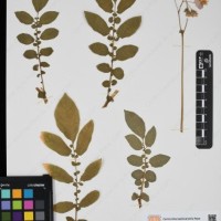 CIP 761739_OCH 13696_06.jpg