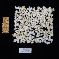 Popped and not popped comparison labeled.jpg