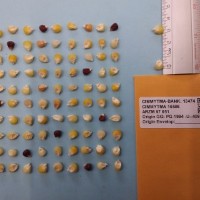 CIMMYTMA 15586 - Reference Inventory.jpg