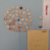 CIMMYTMA 5060 - Reference Inventory.jpg