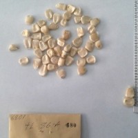 CIMMYTMA 680 - Reference Inventory.jpg