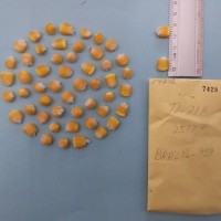 CIMMYTMA 7429 - Reference inventory.jpg