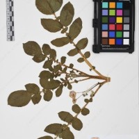 CIP 761559_OCH 13241_03.jpg